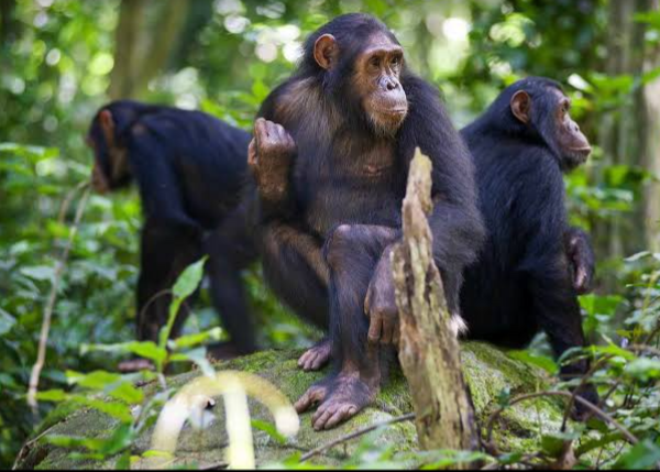 Gombe Stream National Park