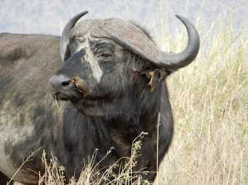 Tarangire National Park